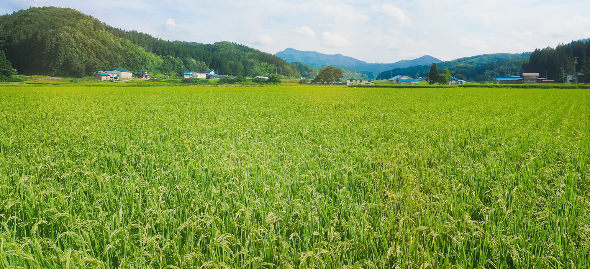 石巻の株式会社クリーンライスにて農作業学びませんか？